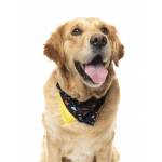 Bandana